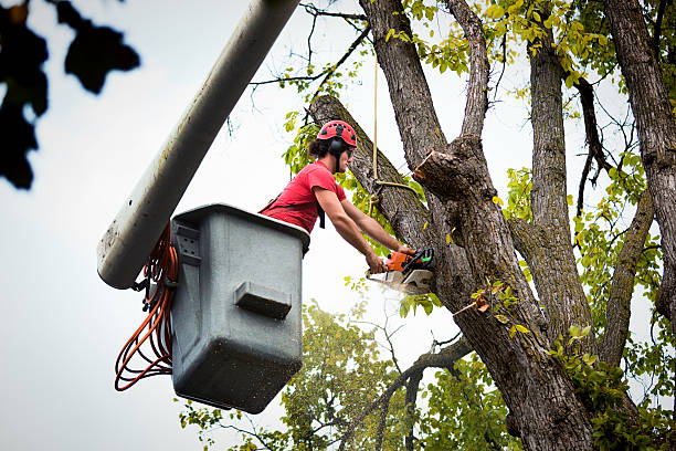 Mulching Services in St John, KS